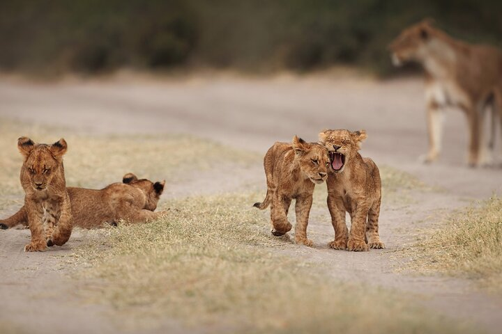 4 Day Kruger Safari with Panorama from Johanensburg - Photo 1 of 6